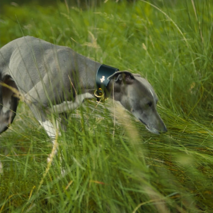 Black padded Luxury leather sight hound collar