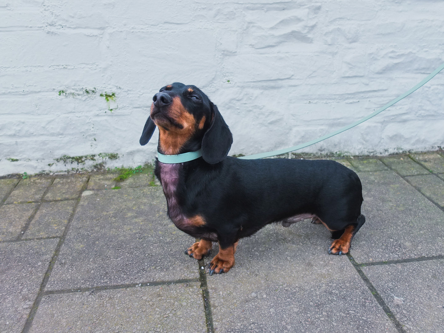 Sage Biothane® Tiny Tails Collar