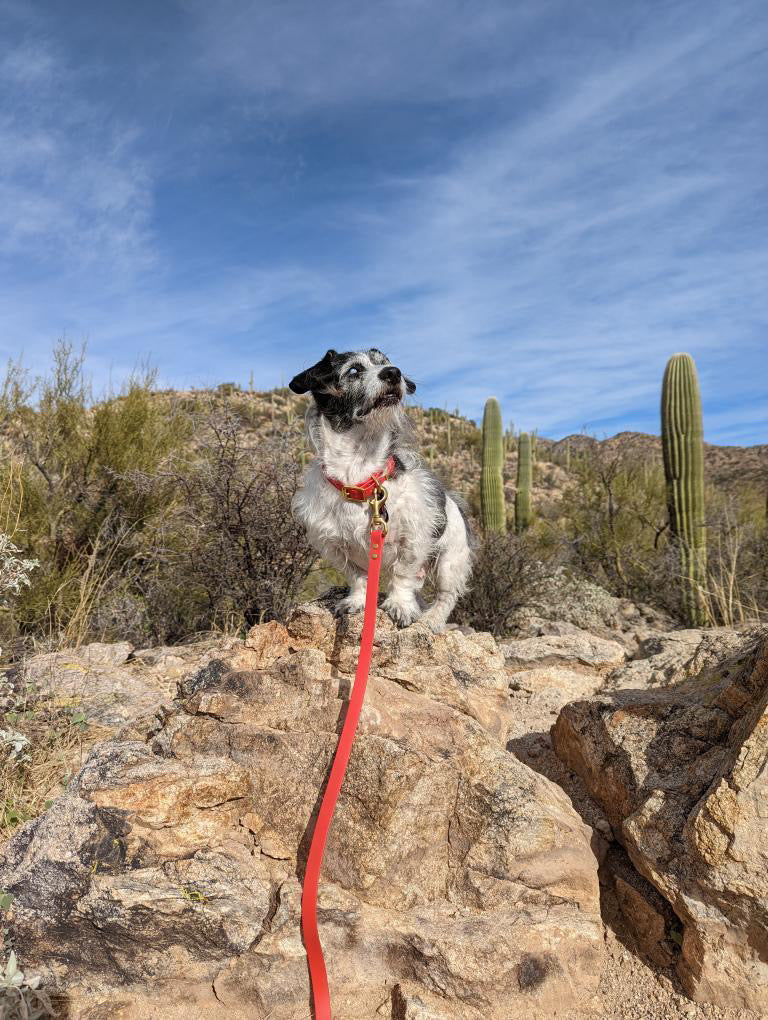 Red Biothane® All Weather Lead