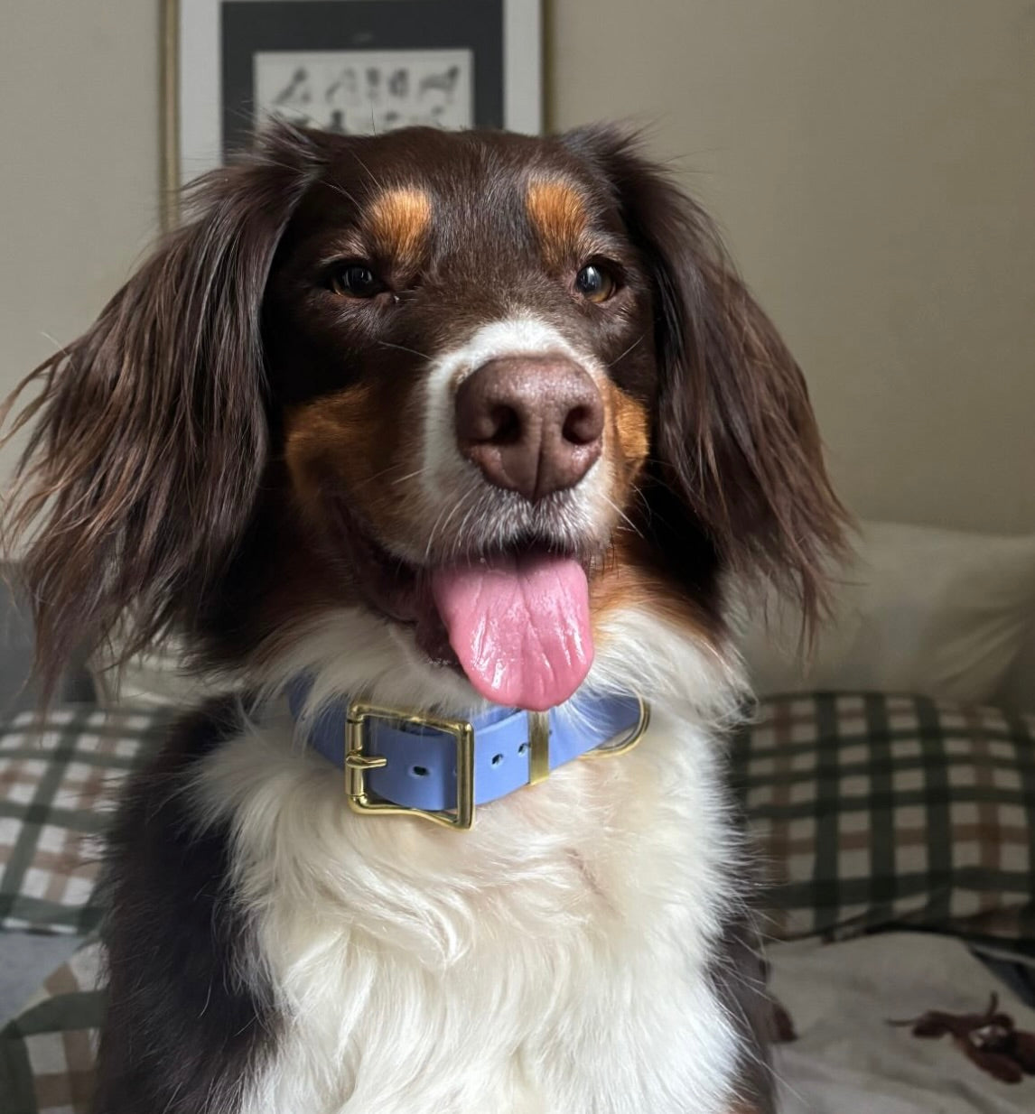 Periwinkle Biothane® All Weather Collar