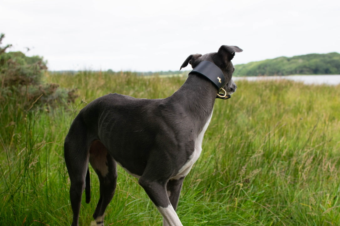 Black padded Luxury leather sight hound collar