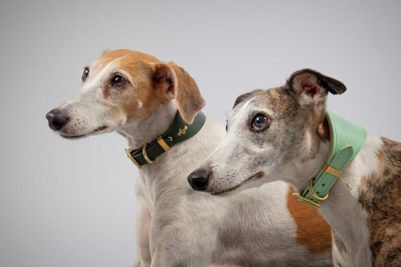 Mint padded Luxury leather sight hound collar