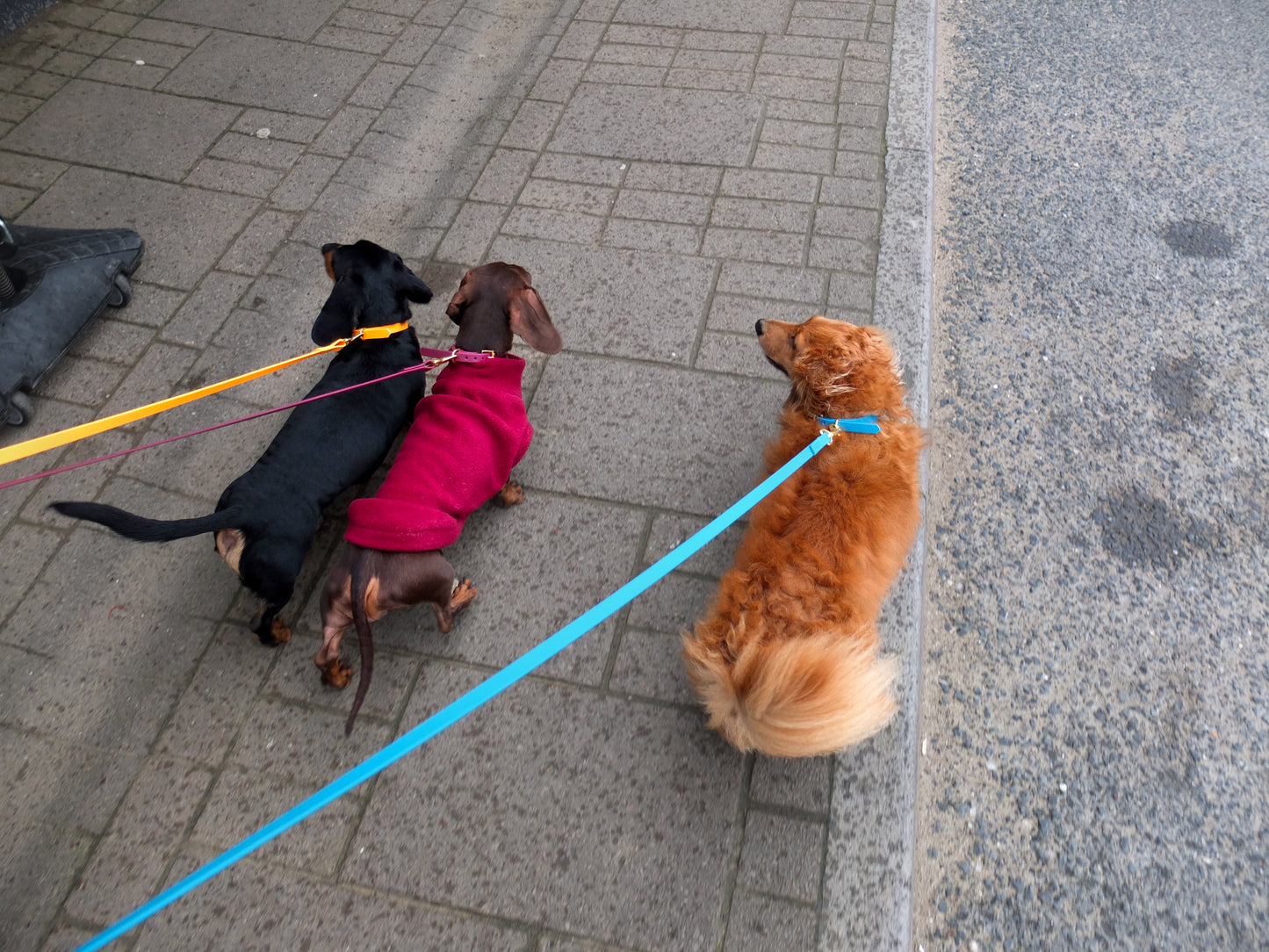 Lagoon Biothane® Tiny Tails Collar