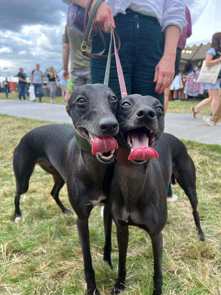 Forest padded Luxury leather sight hound collar