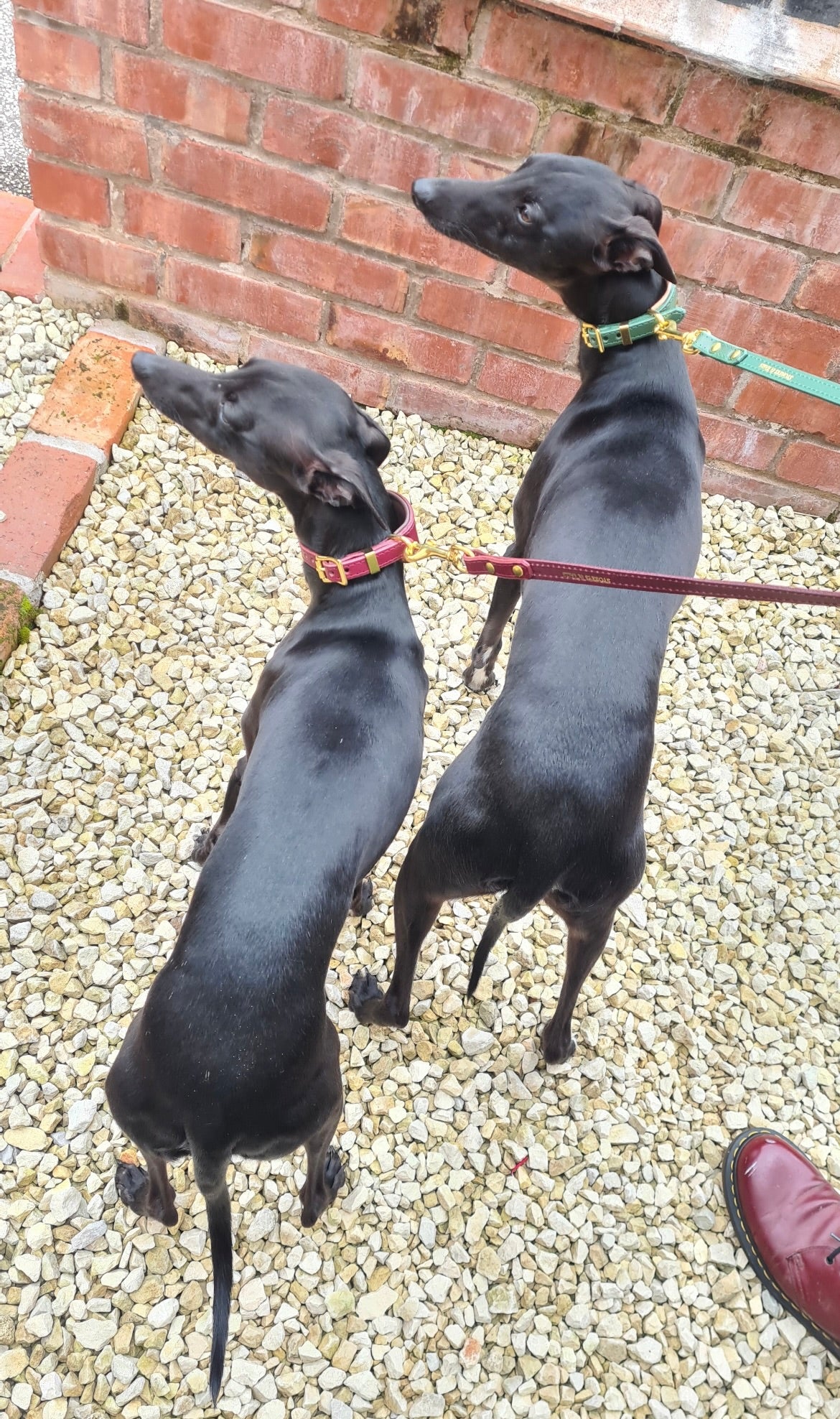 Fig padded Luxury leather sight hound collar