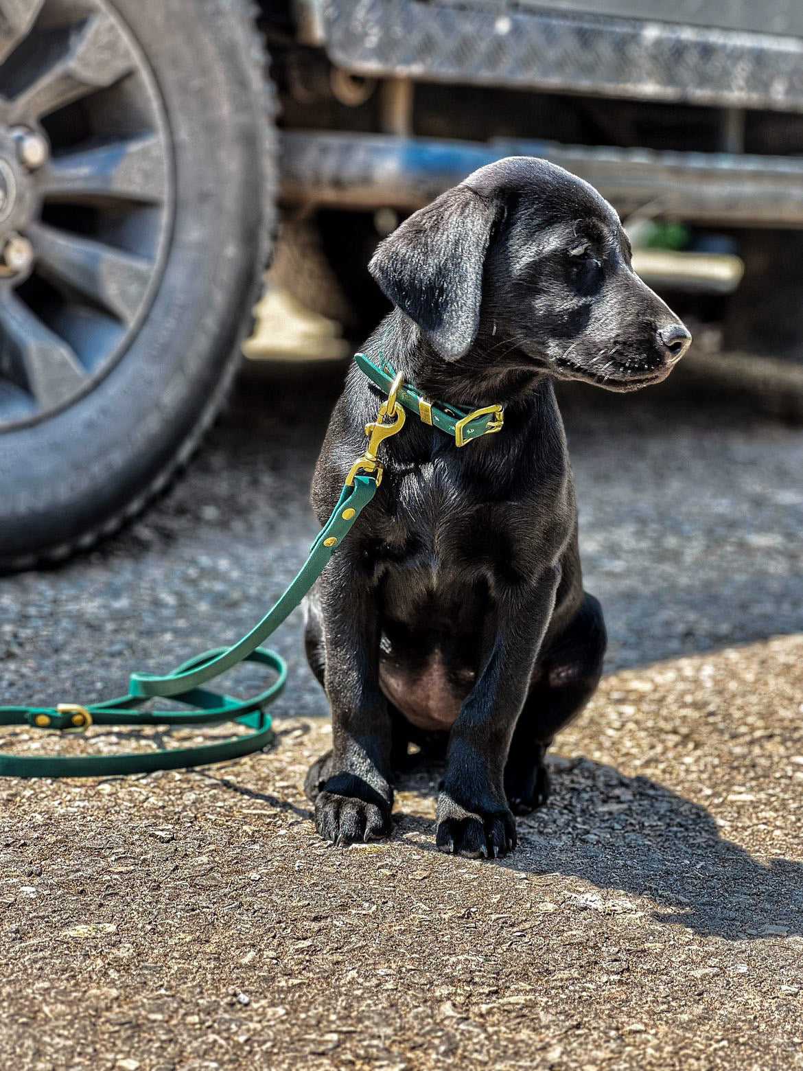 Green all weather collar