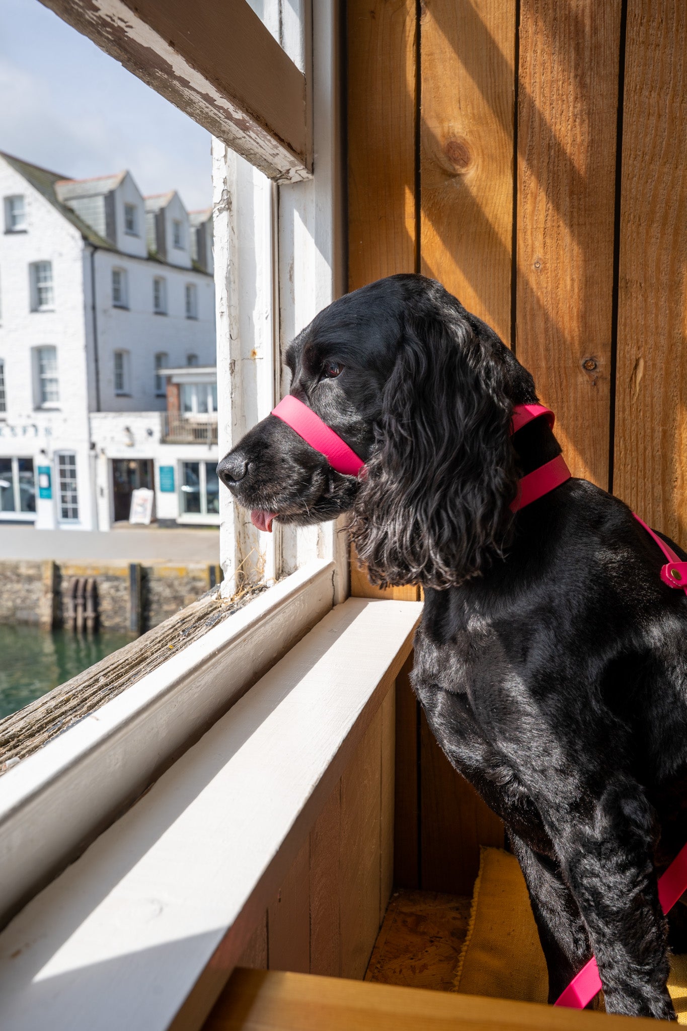 Biothane® All Weather Head collars