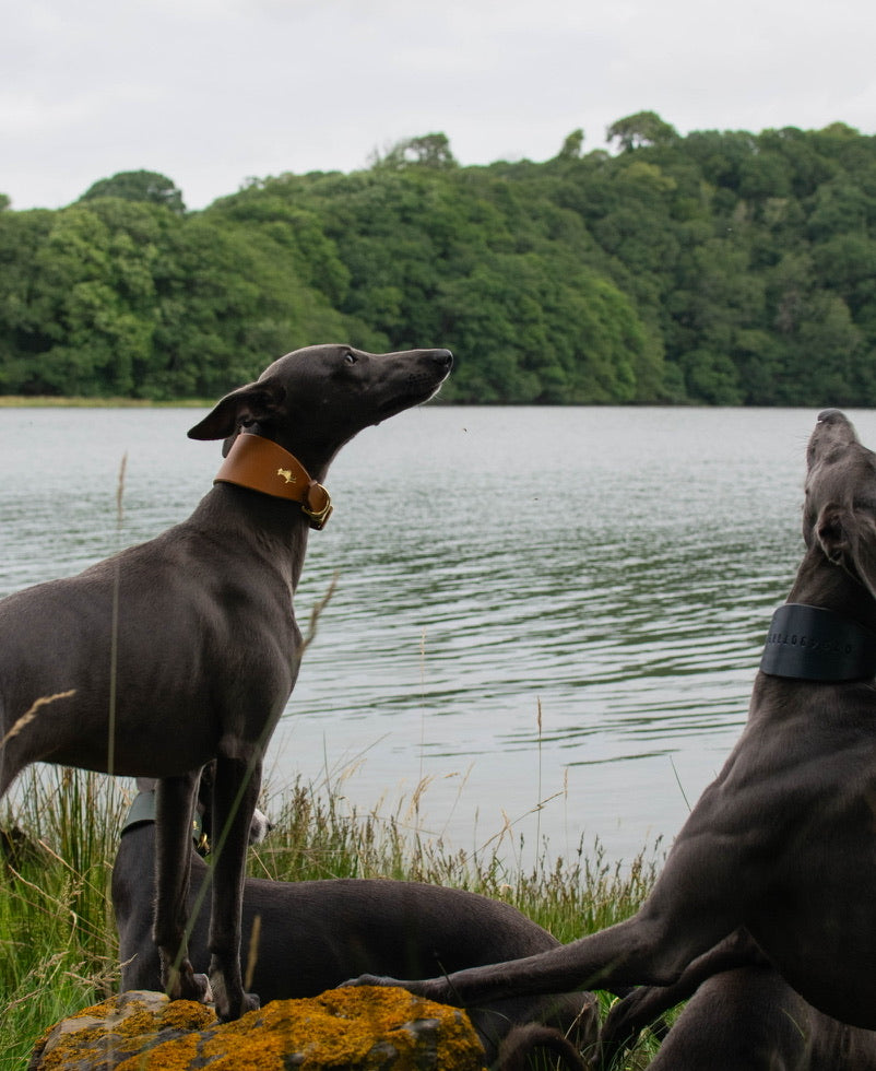 Nacho tan Luxury leather sight hound collar