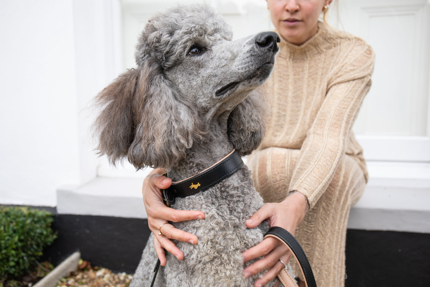 Black padded Luxury leather dog collar