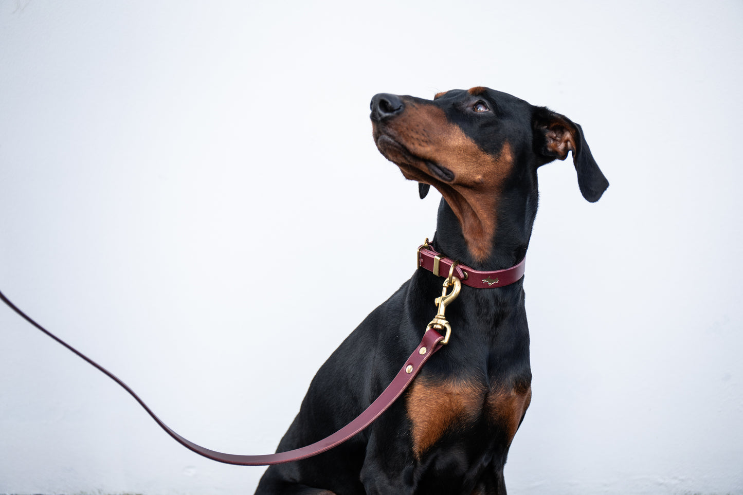 Fig Luxury leather dog collar