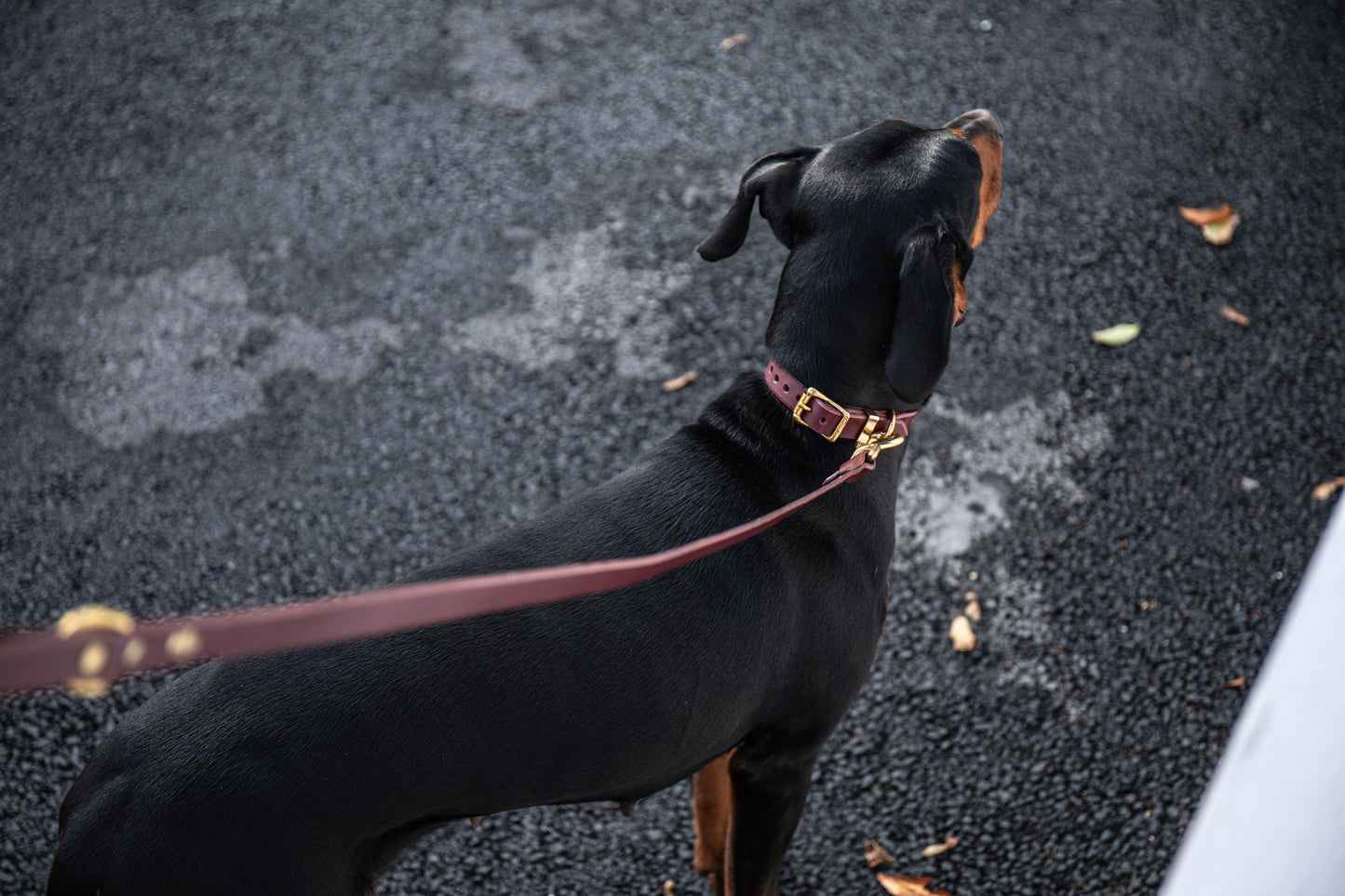 Fig luxury leather lead