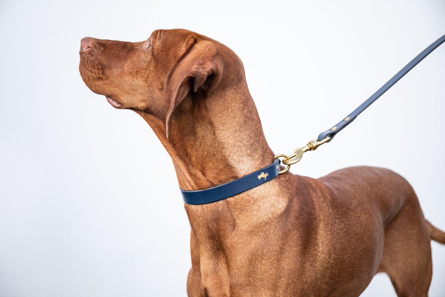 Regal blue Luxury leather dog collar