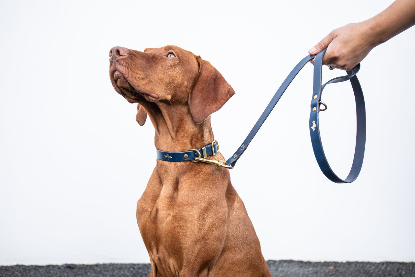 Regal blue luxury leather lead
