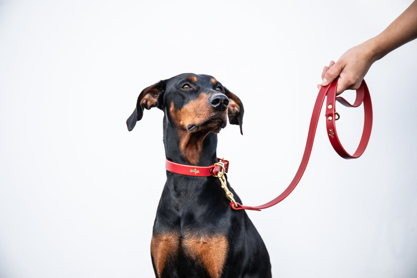 Cranberry luxury leather lead