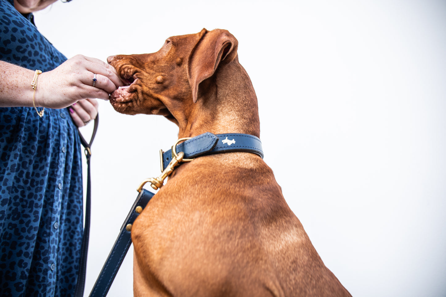Regal blue padded Luxury leather dog collar