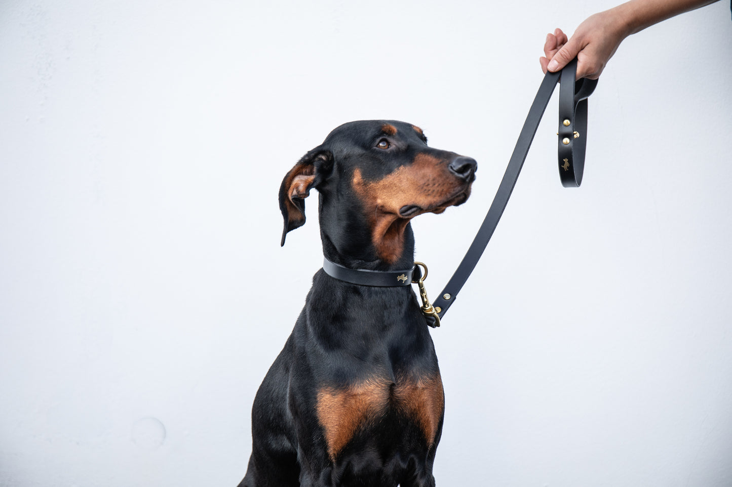 Black Luxury leather dog collar