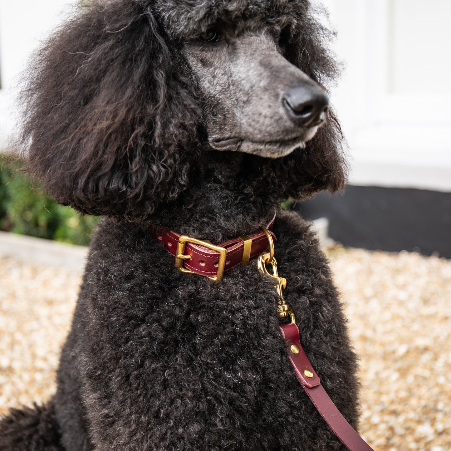 Fig padded Luxury leather dog collar