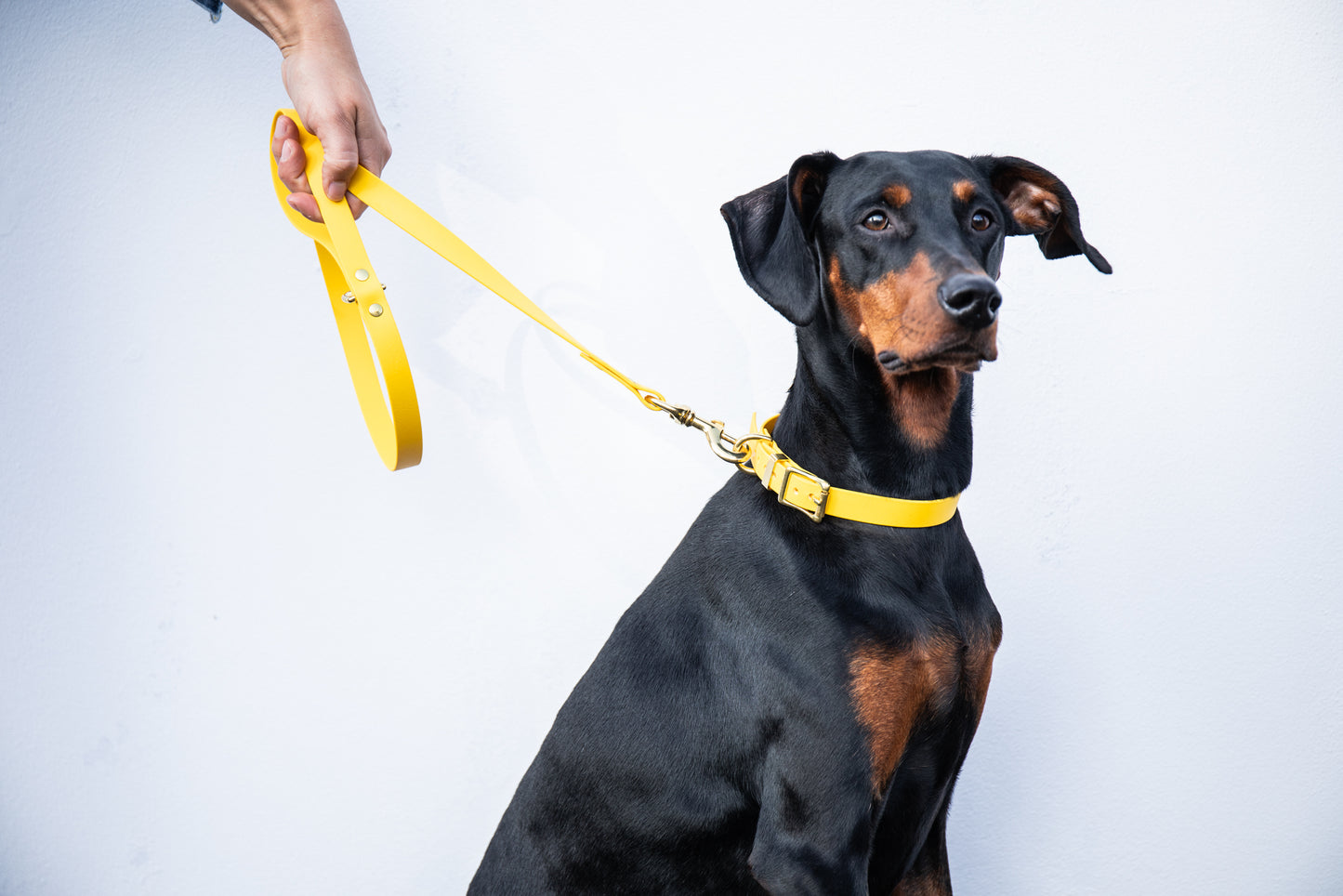 Yellow all weather collar