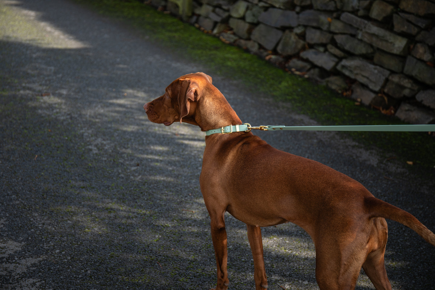Sage Biothane® All Weather Collar