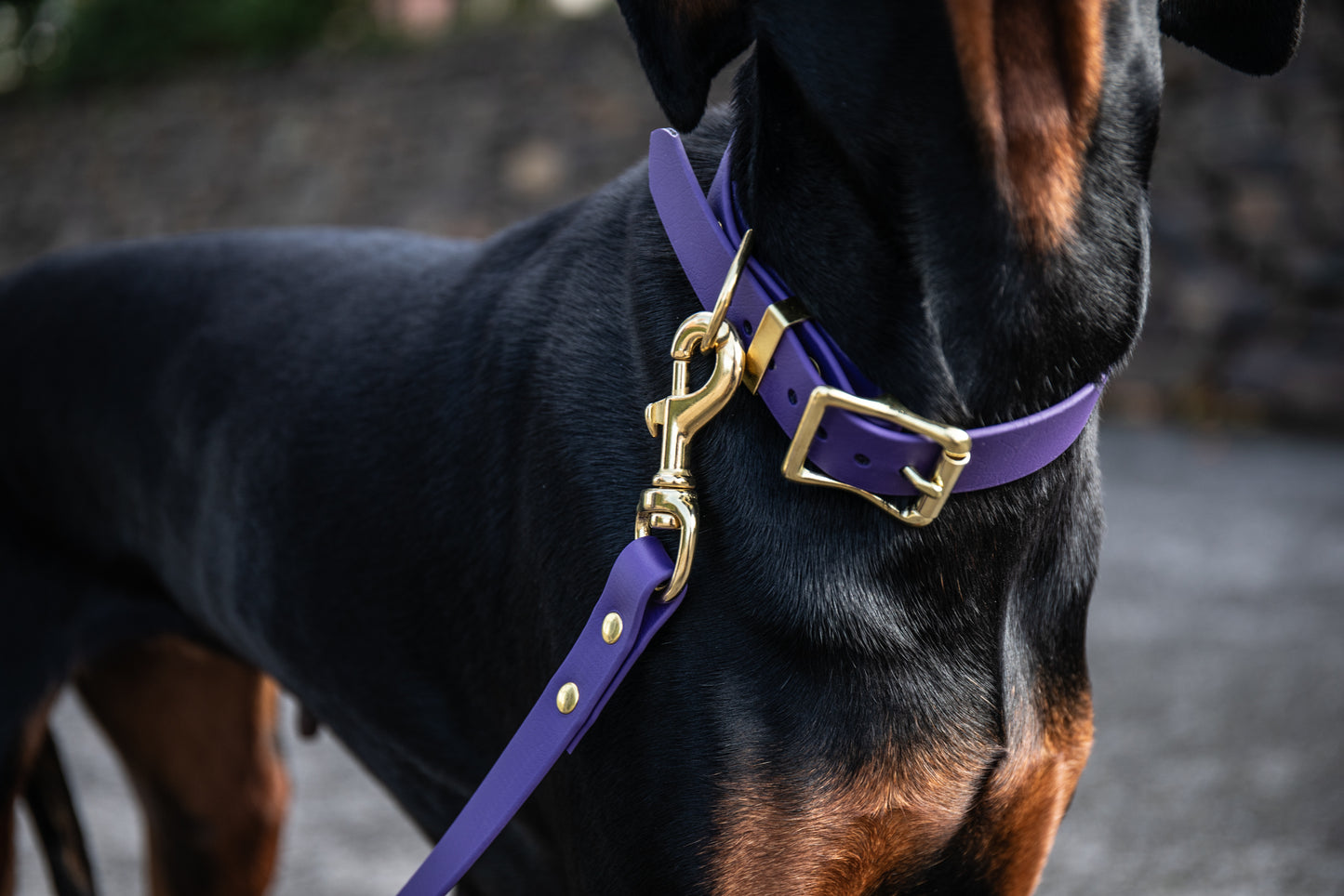 Violet Biothane® All Weather Collar
