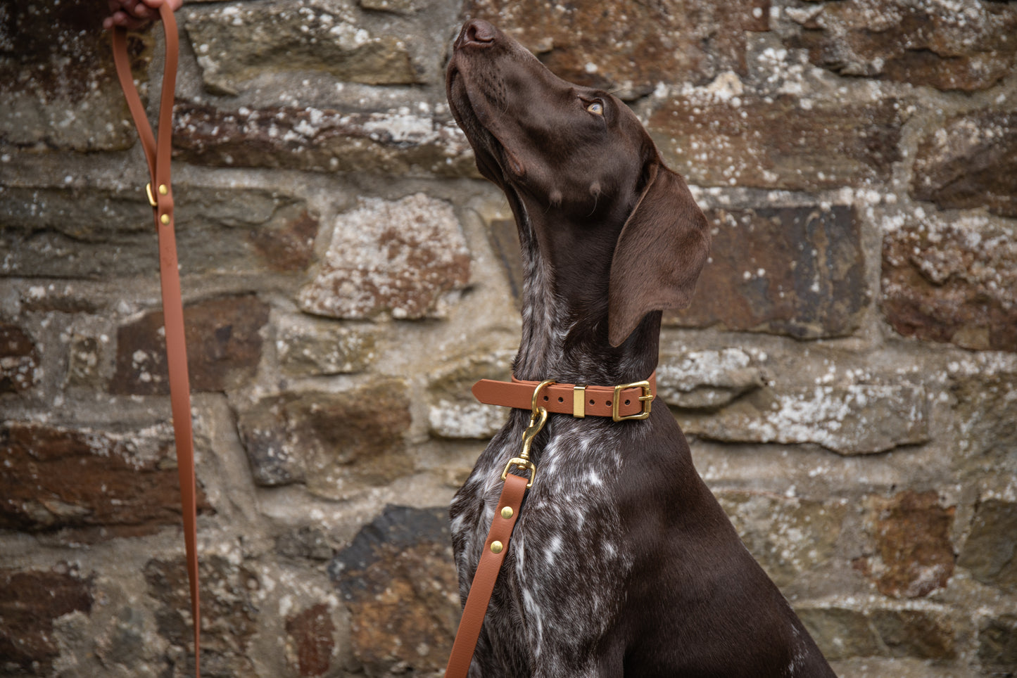 Tan all weather collar