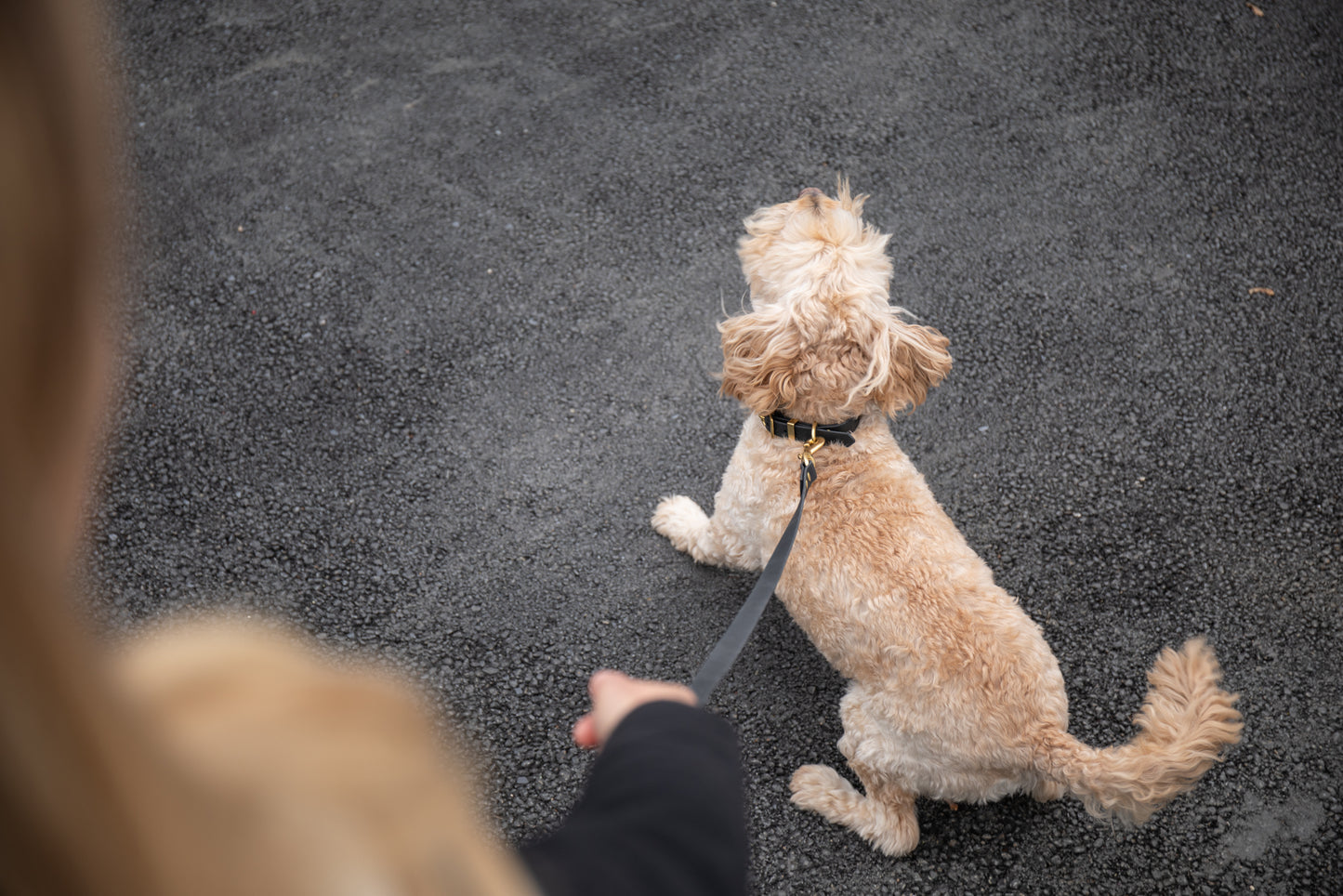 Black Biothane® All Weather Collar