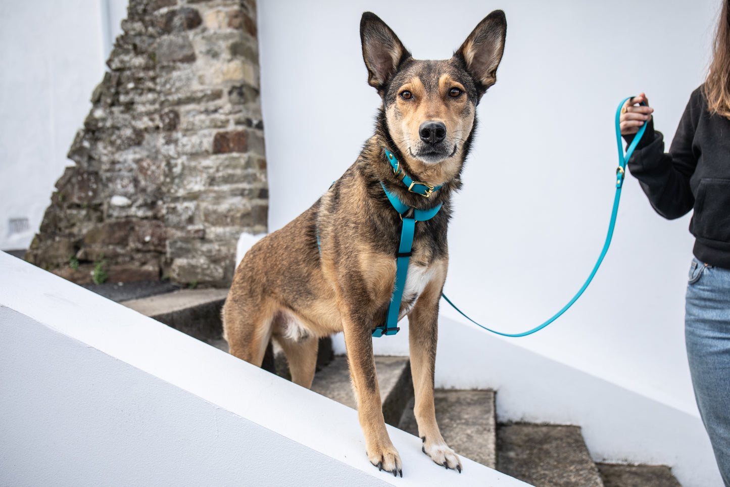 All weather Biothane® harness