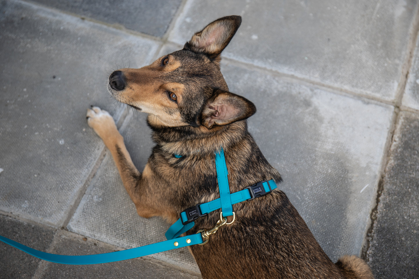 All weather Biothane® harness