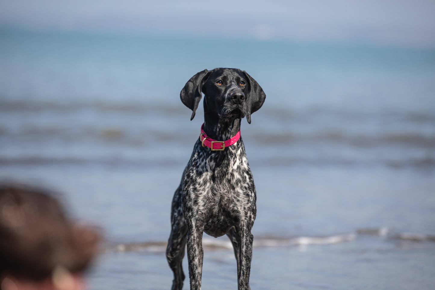 Fuchsia all weather collar