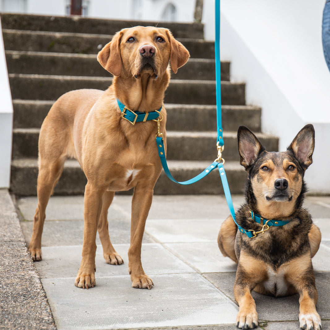 All weather Biothane® coupler lead