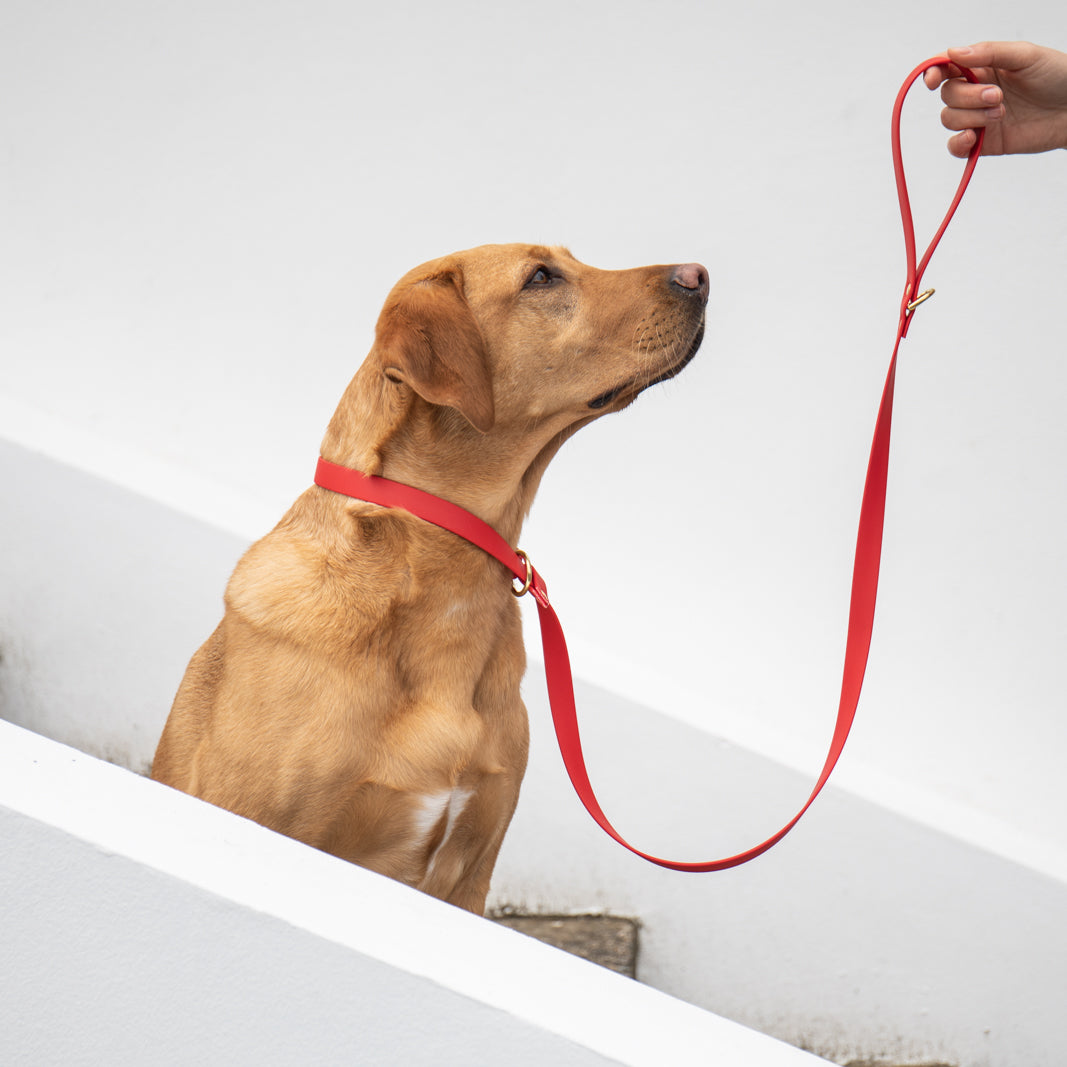 All weather Biothane® slip leads