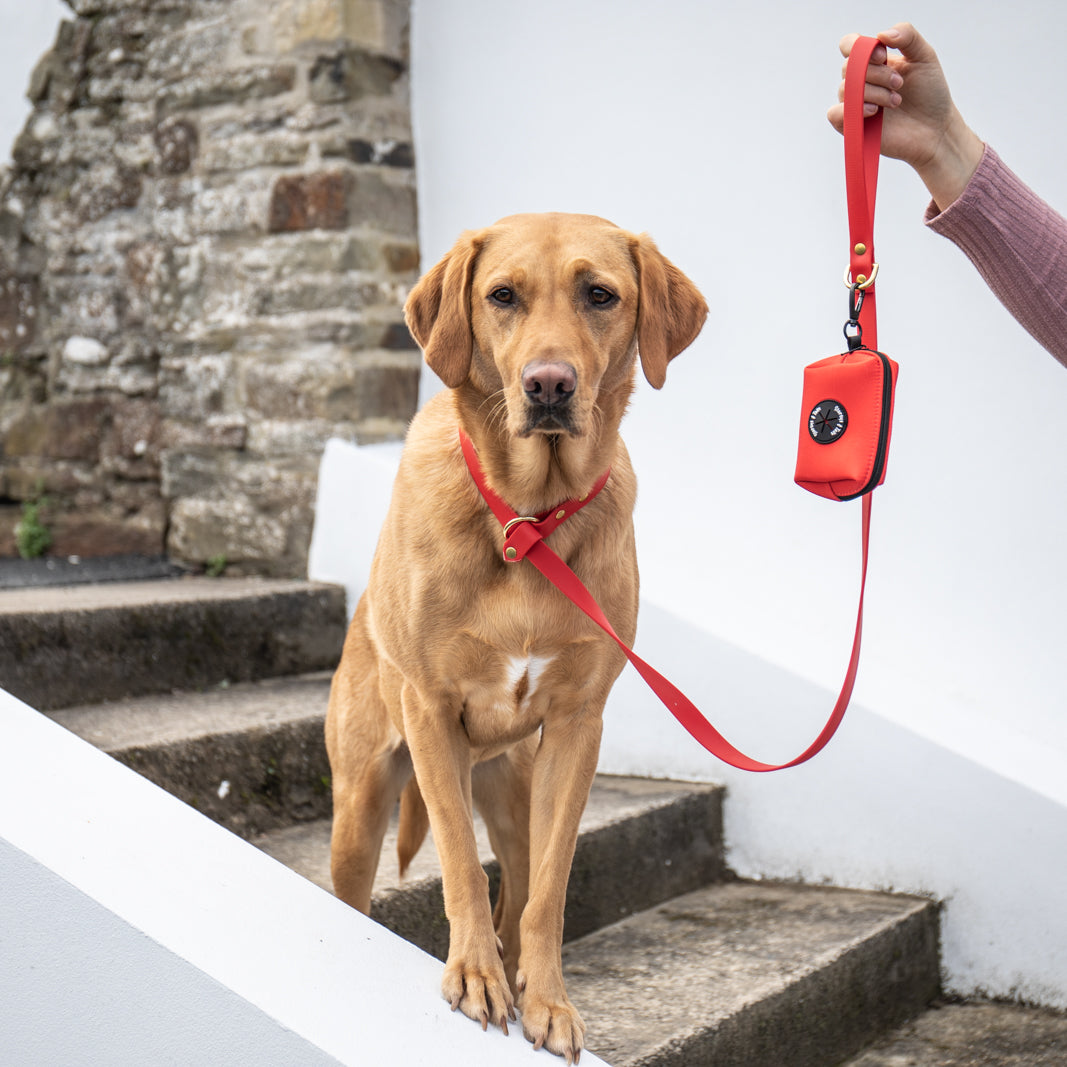 All weather Biothane® slip leads