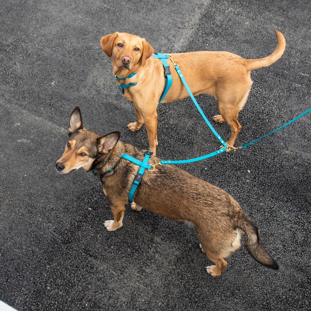 All weather Biothane® coupler lead