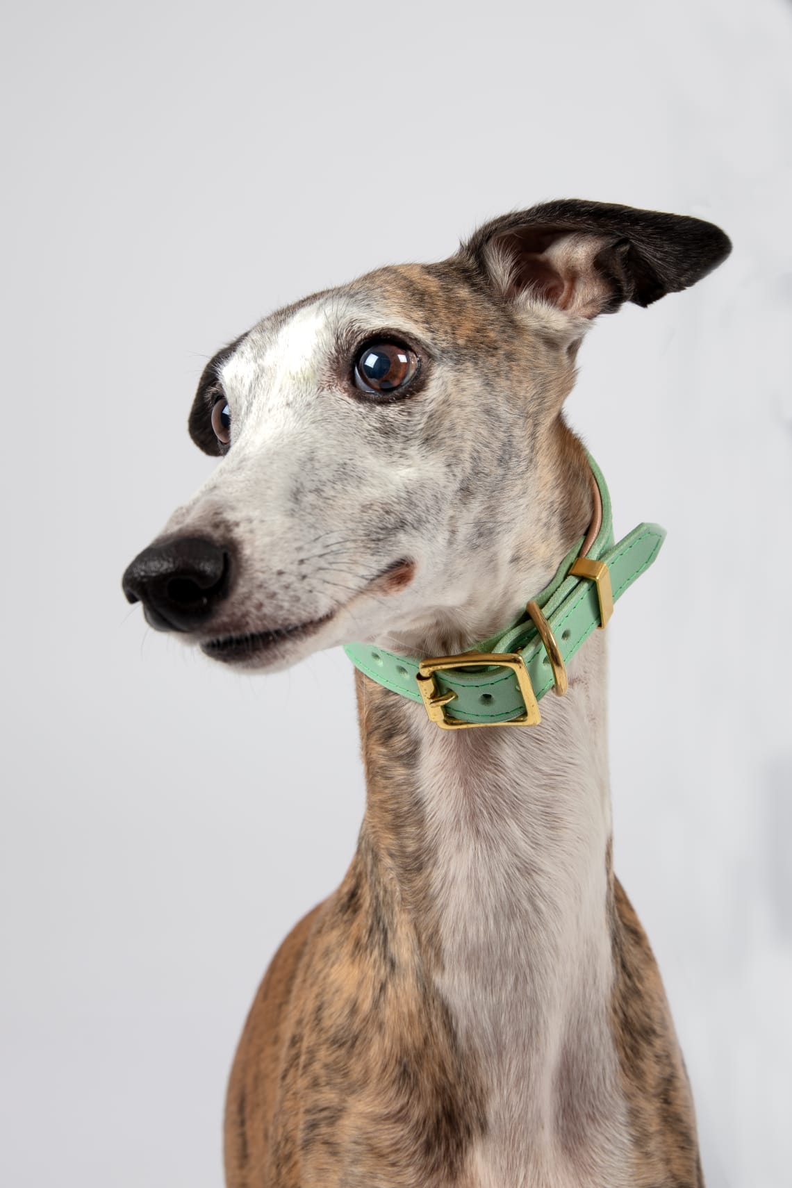 Mint padded Luxury leather sight hound collar