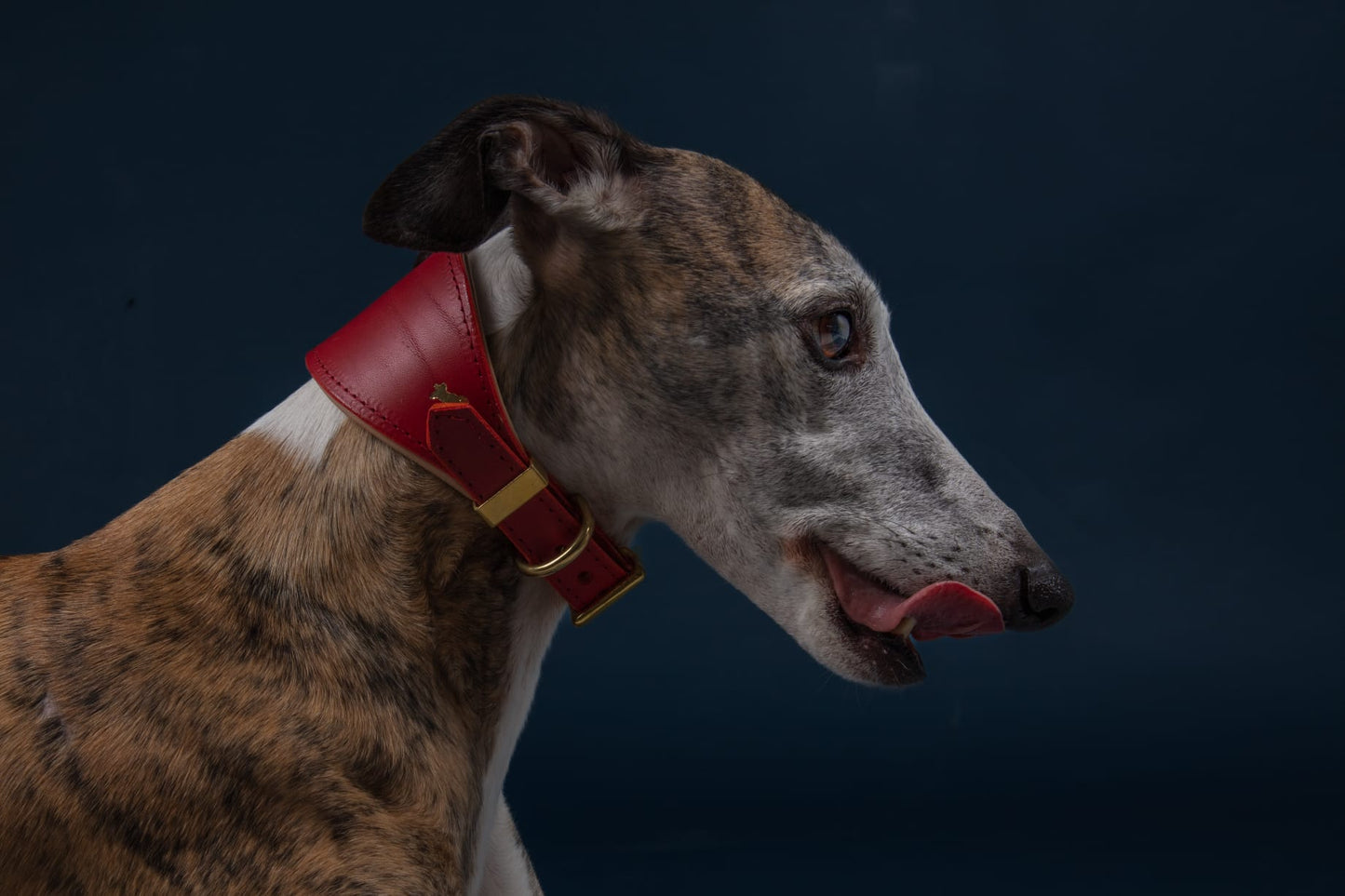 Cranberry padded Luxury leather sight hound collar