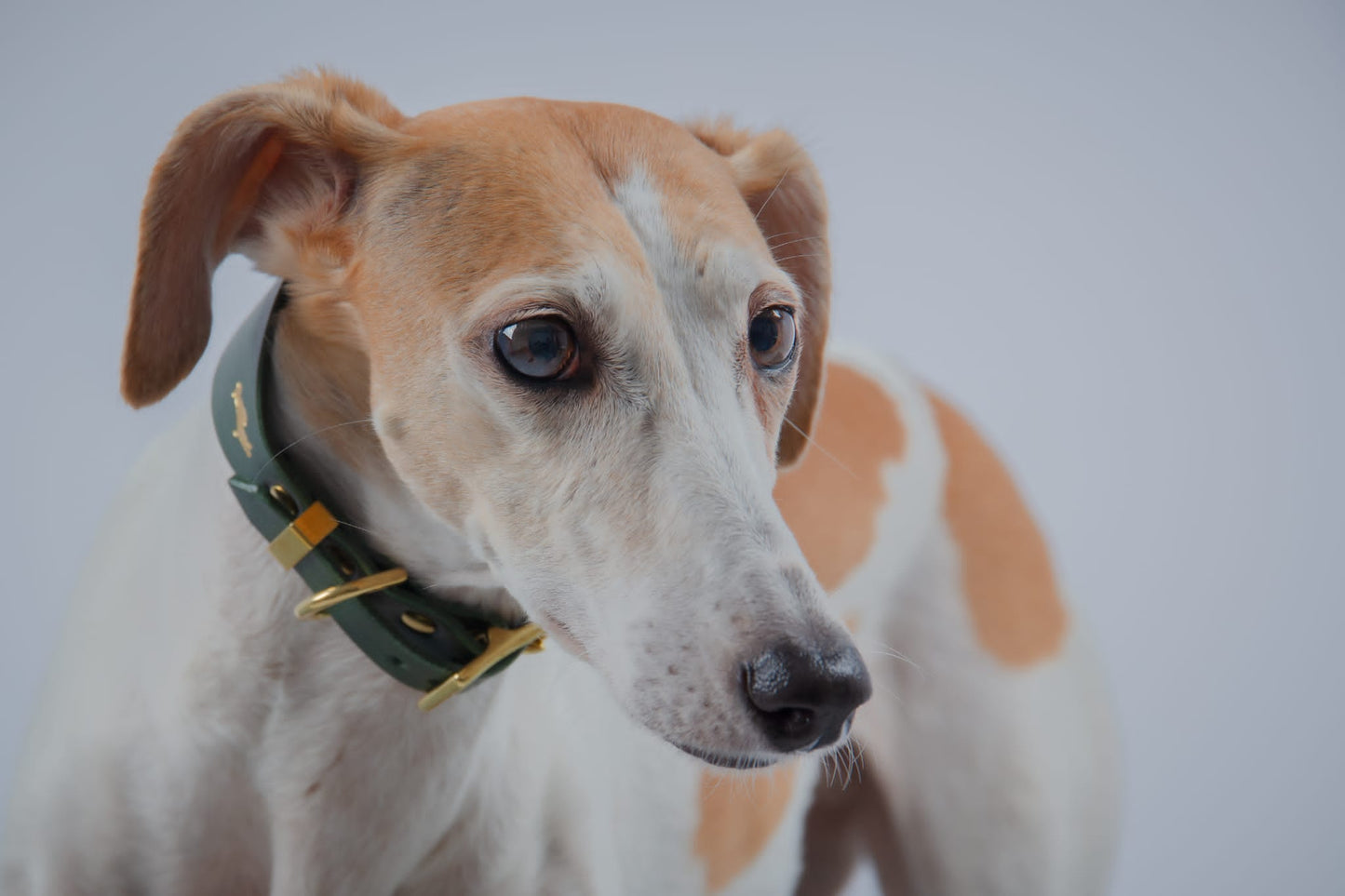 Forest Luxury leather sight hound collar