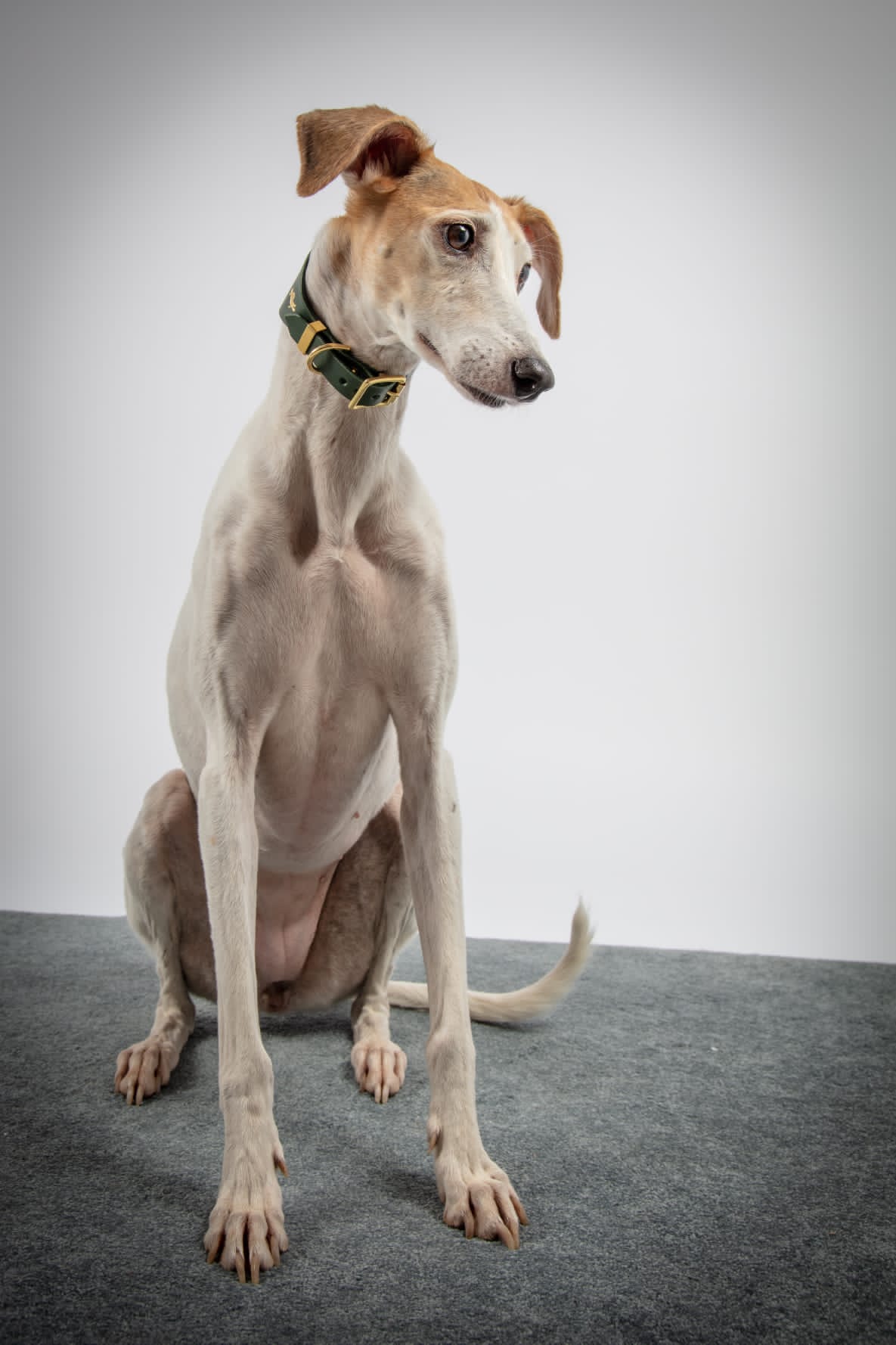 Forest Luxury leather sight hound collar