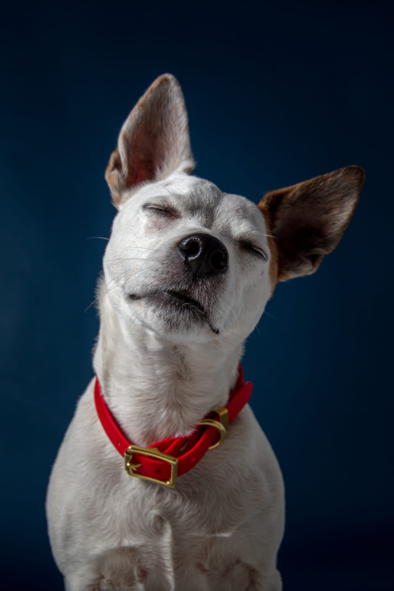 Red Biothane® All Weather Collar