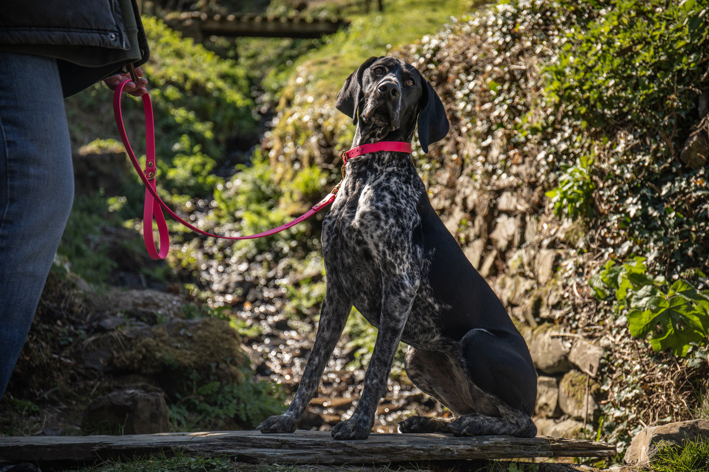 Fuchsia all weather collar