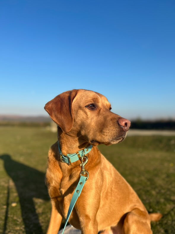 Turquoise Biothane® All Weather Collar