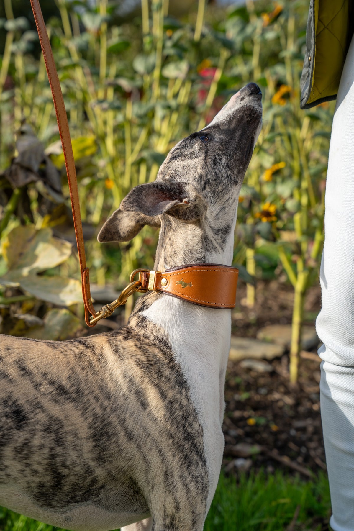 Nacho tan padded Luxury leather sight hound collar