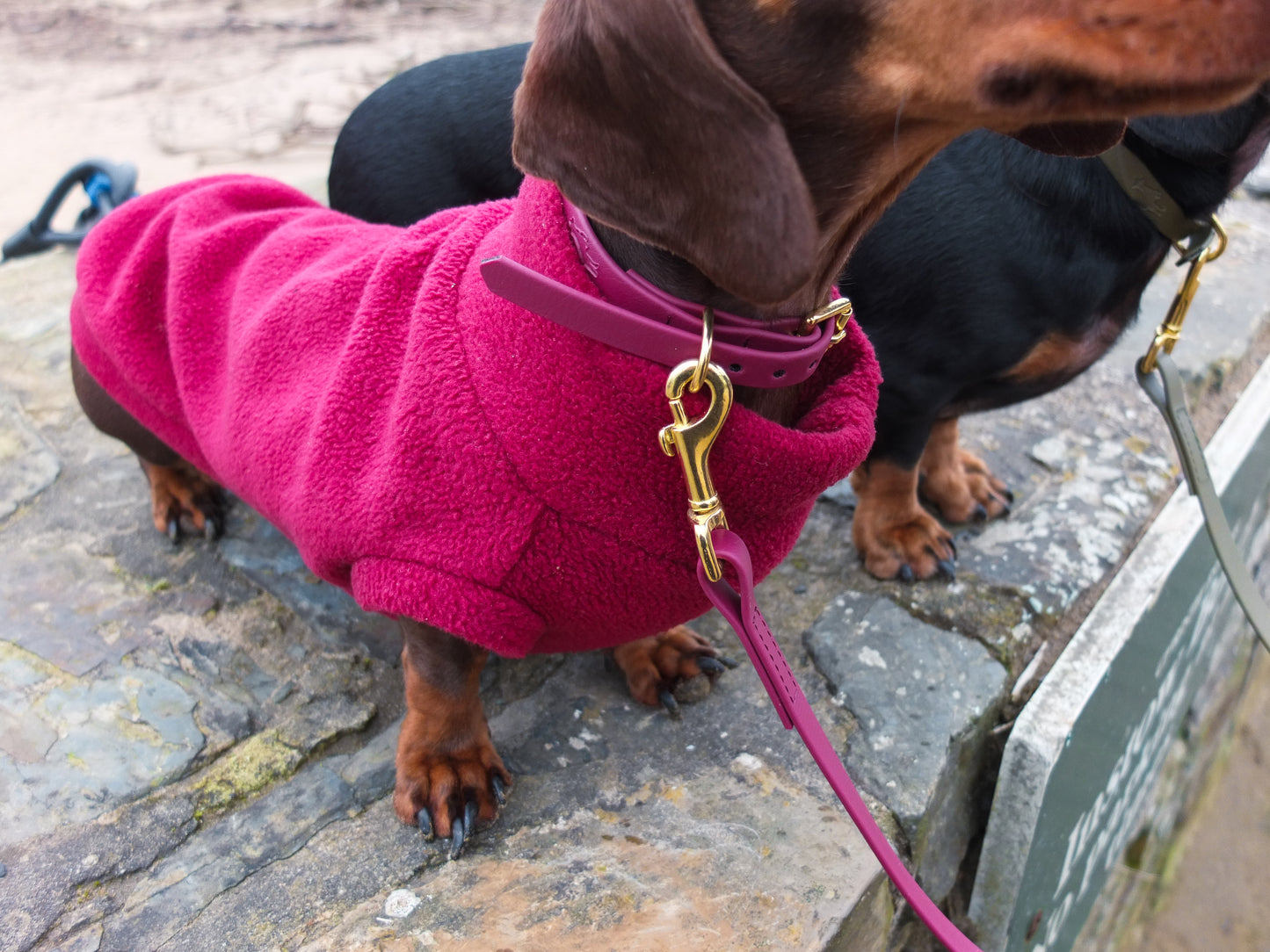 Wine Biothane® Tiny Tails Collar