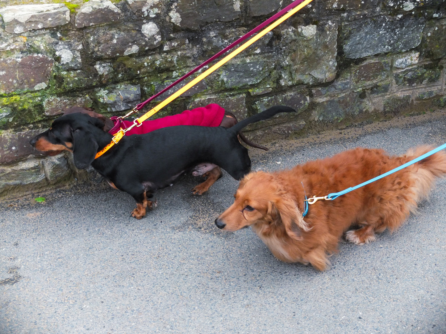 Orange Biothane® Tiny Tails Collar