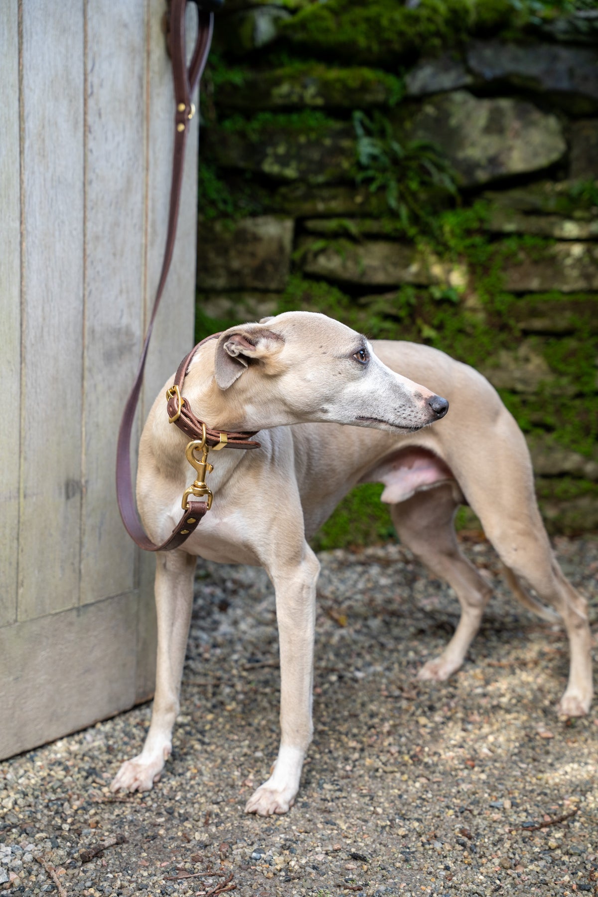 Chocolate padded Luxury leather sight hound collar