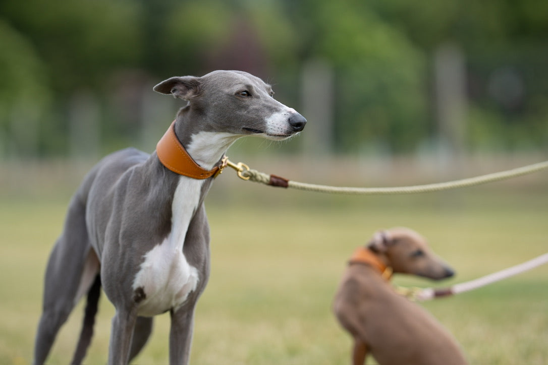 Nacho tan padded Luxury leather sight hound collar
