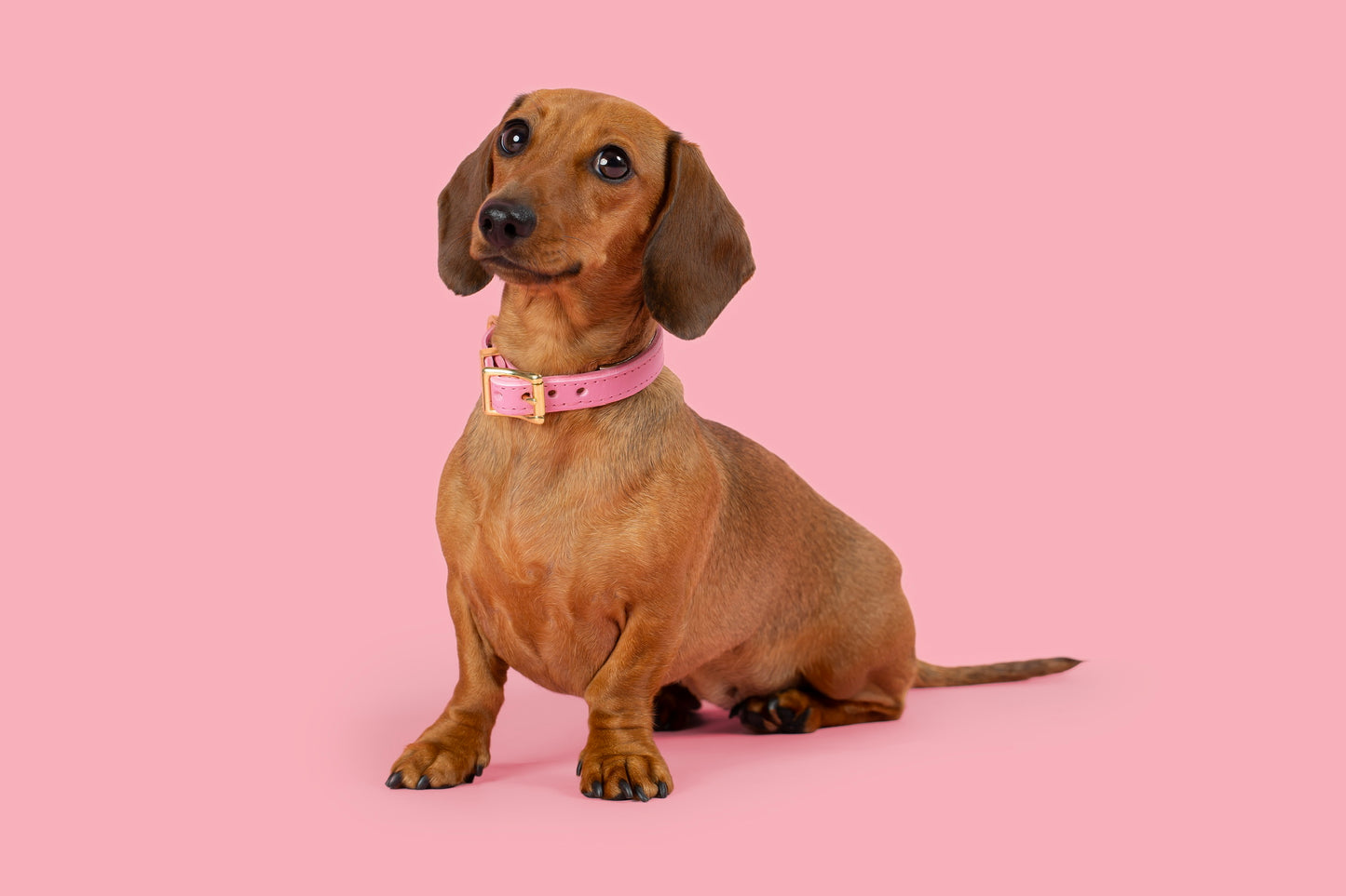 Padded Luxury leather collar- Pink