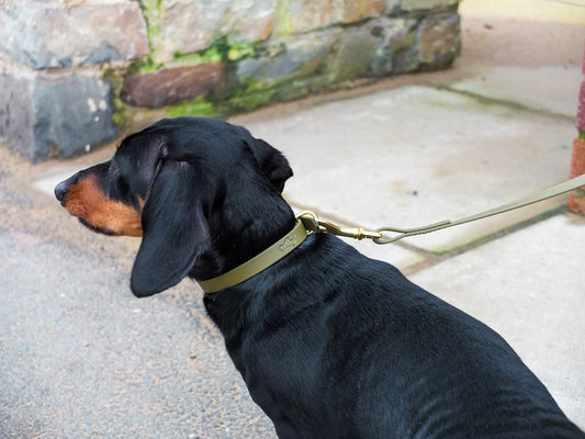 Khaki Biothane® Tiny Tails Collar
