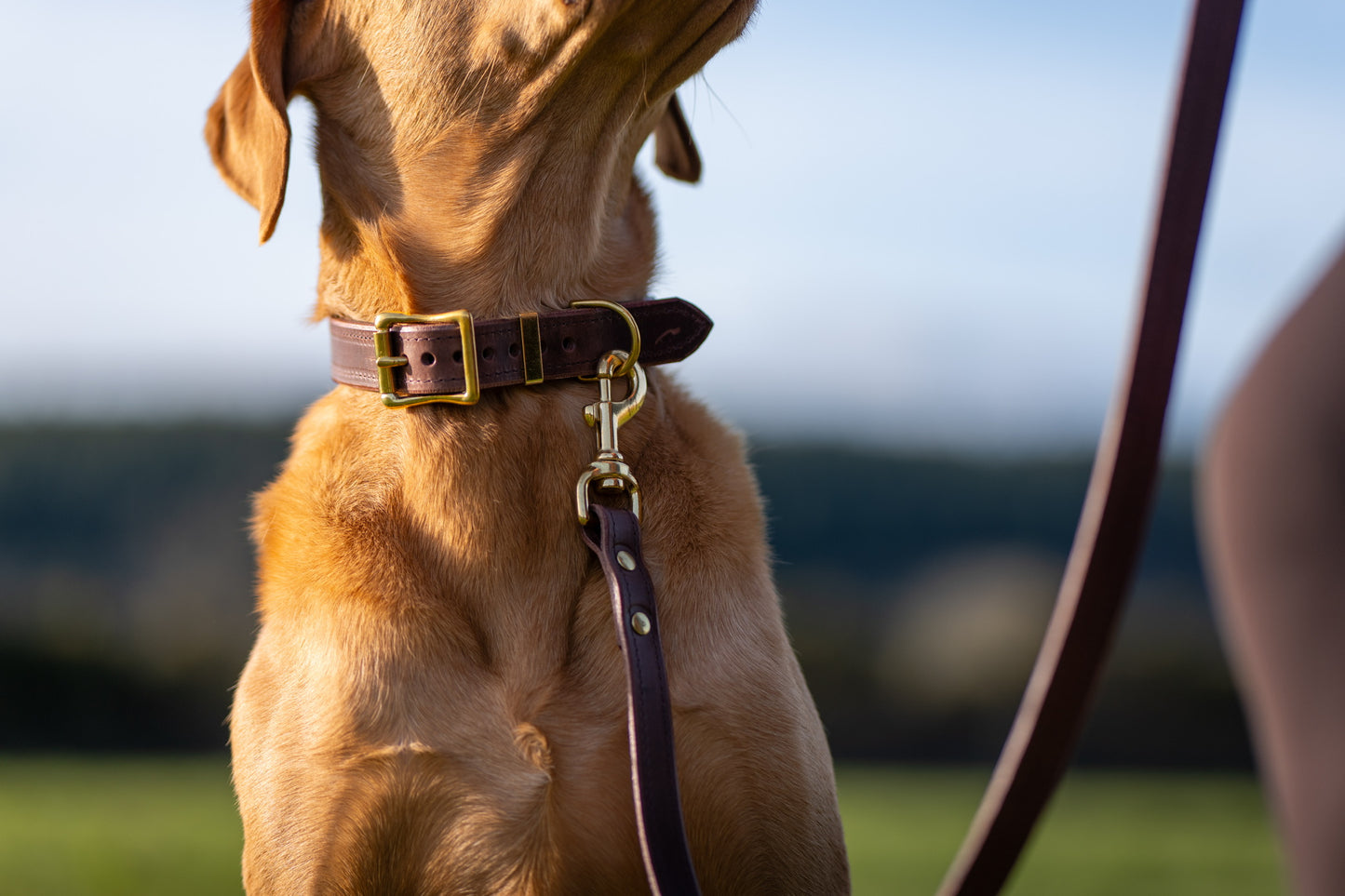 Padded Luxury leather collar- Chocolate