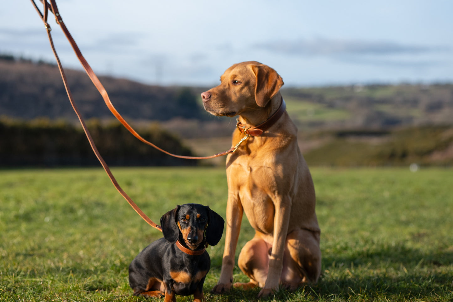 Padded Luxury leather collar- Chestnut