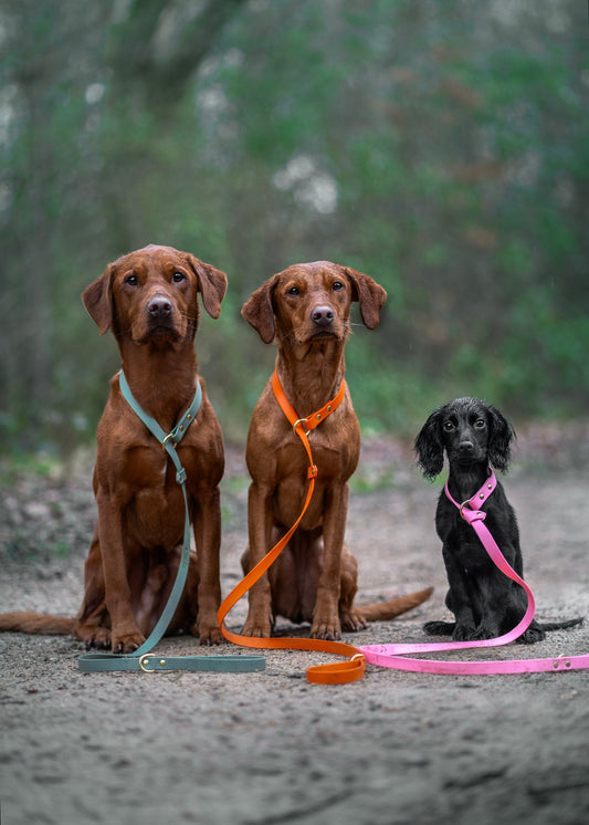 All weather Biothane® slip leads